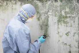 Why You Should Choose Our Mold Remediation Services in London, CA